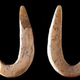 Image for article titled This intricately crafted harpoon tip is 35,000 years old
